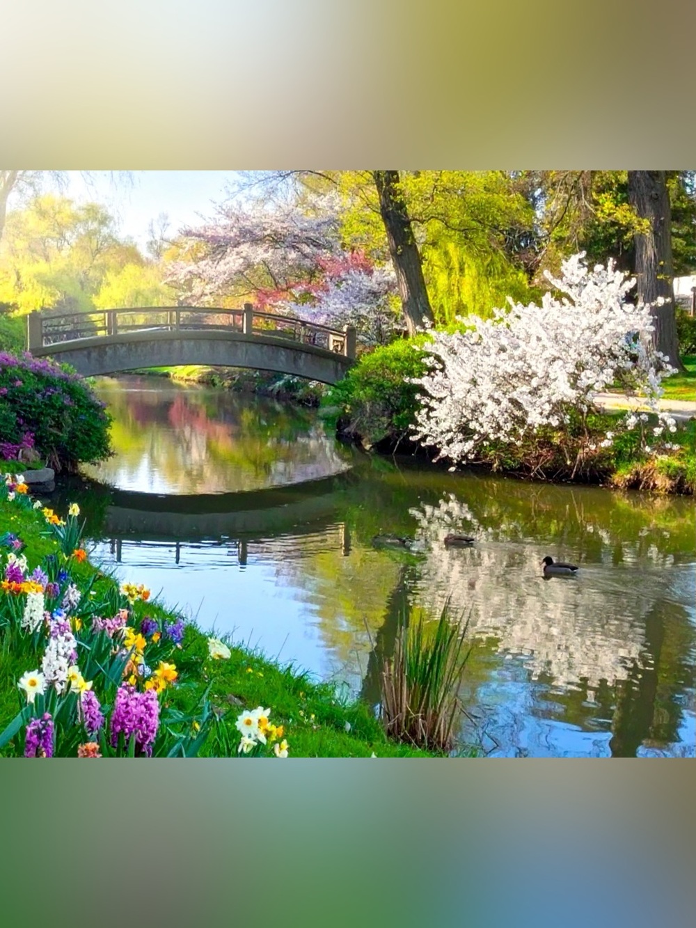 Spring Garden Bridge Photography Print - Multicolor